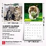 2027 BrownTrout Maine Coon Cats 12" x 12" Monthly Wall Calendar (9798330711819)~#|#~5F4DD223-45CF-49A0-AB9D20CC05A523FA_sc7
