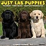 2027 Willow Creek Lab Puppies 12" x 12" Monthly Wall Calendar (60964)~#|#~60026E79-0AA0-4A47-94F667D9DBBAD0A7_sc7