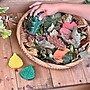 Yellow Door Sensory Play Stones, Leaves, Multicolored, 12 Pieces/Set (YUS1218)~#|#~60132D45-4DB8-4047-8385BE1DC860E668_sc7