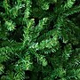 Nearly Natural 14-ft Artificial Slim Green Mountain Pine Christmas Tree with 1600 Warm White LED Lights (T4780)~#|#~60133A5F-2B30-4E1F-B3919DCADBC250F7_sc7