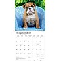 2026 BrownTrout Bulldog Puppies 12" x 12" Monthly Wall Calendar (9798330702664)~#|#~6054B2E0-0B84-45AE-857340E18DE9C90B_sc7
