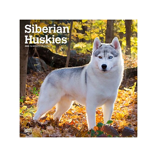 2024 BrownTrout Siberian Huskies 12" x 12" Monthly Wall Calendar  (9781975465063) | Staples