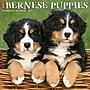 2027 Willow Creek Bernese Mountain Puppies 12" x 12" Monthly Wall Calendar, Assorted Colors (59142)~#|#~6103A140-9E74-4DCF-9700F7C246A8467E_sc7