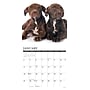 2026 Willow Creek American Pit Bull Terrier Puppies 12" x 12" Monthly Wall Calendar (49839)~#|#~6124A3A3-6B33-4DB7-8DC0897A99D4158D_sc7