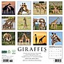 2026 Willow Creek Giraffes 12" x 12" Monthly Wall Calendar (51276)~#|#~613A57EA-EF92-4FBA-9CFEC249C3C789FB_sc7