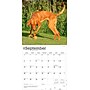 2026 BrownTrout Vizslas 12" x 12" Monthly Wall Calendar (9798330706167)~#|#~61815C7B-E813-410F-9E7912976084301F_sc7