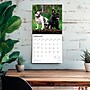 2026 BrownTrout French Bulldogs 12" x 12" Monthly Wall Calendar (9798330703302)~#|#~618CD11A-3D0F-4E7F-AEEBF3B12E5E4E5E_sc7