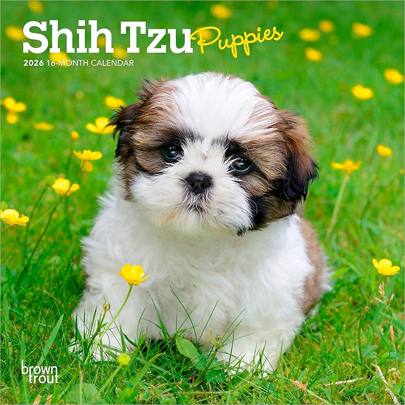 2026 BrownTrout Shih Tzu Puppies 7" x 7" Monthly Wall Calendar (9798330705542) image 1