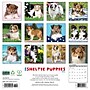 2026 Willow Creek Sheltie Puppies 12" x 12" Monthly Wall Calendar (52754)~#|#~61C1F9D9-9409-4FDE-9136313E72F34E83_sc7