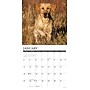 2026 Willow Creek Yellow Labs 12" x 12" Monthly Wall Calendar, Reversible (53355)~#|#~61C77F83-FF37-4625-B2A3ED7081C32DBE_sc7