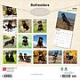 2026 BrownTrout Rottweilers 12" x 12" Monthly Wall Calendar (9798330705399)~#|#~621AB233-A427-4721-B9B509F68B3719F6_sc7