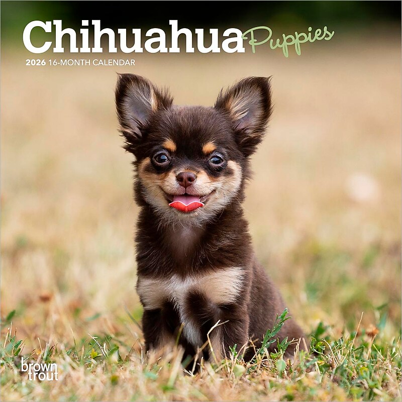 2026 BrownTrout Chihuahua Puppies 7" x 7" Monthly Wall Calendar (9798330702916) image 1