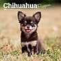 2026 BrownTrout Chihuahua Puppies 7" x 7" Monthly Wall Calendar (9798330702916)~#|#~6243E4ED-DE83-4A0A-8B45A3F7274AFCFB_sc7