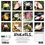 2026 Willow Creek Axolotls 12" x 12" Monthly Wall Calendar (49990)~#|#~624CADCC-9137-4625-B39720EBA97A1007_sc7
