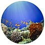 TickiT Under the Sea Discovery Play Mat, Multicolored (CTU73560)~#|#~627A54F9-8178-427A-9068C6B7811251AB_sc7