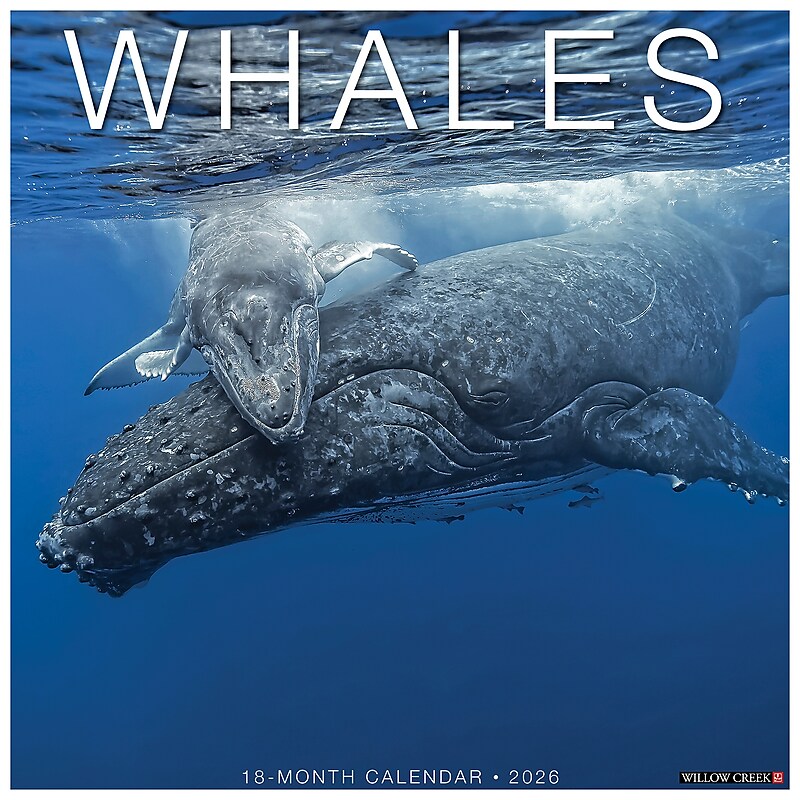 2026 Willow Creek Whales 12" x 12" Monthly Wall Calendar (53140) image 1
