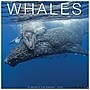 2026 Willow Creek Whales 12" x 12" Monthly Wall Calendar (53140)~#|#~627AC695-34A8-4619-80AAE42AB3EDAEC2_sc7