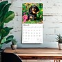 2026 BrownTrout Miniature Dachshunds 12" x 12" Monthly Wall Calendar (9798330703135)~#|#~62A65B9C-2A77-48AC-836E9362D02E667E_sc7