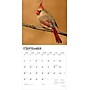 2026 BrownTrout Cardinals 12" x 12" Monthly Wall Calendar (9798330702749)~#|#~62DE7C6B-CD71-4816-A6D810FB36EA6BA6_sc7