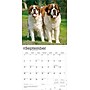 2026 BrownTrout Saint Bernards 12" x 12" Monthly Wall Calendar (9798330705405)~#|#~631F7422-EFD1-48C9-98A77E9D376E59BC_sc7