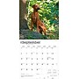 2026 BrownTrout Rhodesian Ridgebacks 12" x 12" Monthly Wall Calendar (9798330705337)~#|#~634A3C0E-3B92-4803-92414D1AECBF325C_sc7