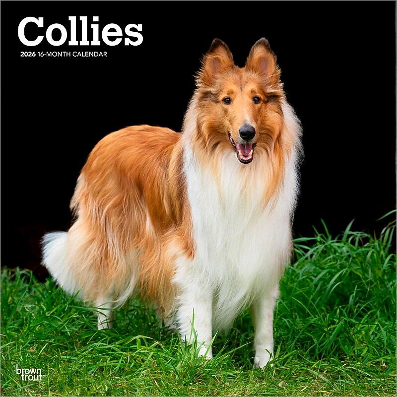 2026 BrownTrout Collies 12" x 12" Monthly Wall Calendar (9798330702985) image 1