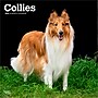 2026 BrownTrout Collies 12" x 12" Monthly Wall Calendar (9798330702985)~#|#~635B84C1-6759-4705-AFBE02C868A73C78_sc7