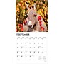 2026 BrownTrout Donkeys 12" x 12" Monthly Wall Calendar (9798330703173)~#|#~63AFFC47-F9C0-459D-BB6C6E6C7B88A7C9_sc7