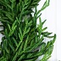 Nearly Natural Artificial Real Touch Norfolk Island Pine Garland, 8' (W1395)~#|#~63BF7B76-0077-4831-B5C8064A0B4C6FF7_sc7