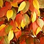 Nearly Natural 10' Autumn Ficus Artificial Fall Tree (T4769)~#|#~64364AB2-C6EC-428F-B16072343A3CC749_sc7