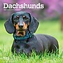 2027 BrownTrout Dachshunds 7" x 7" Monthly Wall Calendar, Assorted Colors (9798330709984)~#|#~644723C3-29B1-4C81-8DDDDD1D2E4FD7A5_sc7