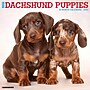 2027 Willow Creek Dachshund Puppies  12" x 12" Monthly Wall Calendar (59944)~#|#~64E6703C-BAC1-471F-9C196A153CC2ACC8_sc7
