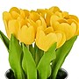 National Tree Company 9" Yellow Tulip Bouquet in Metal Pot (MT81-130TU25PYW)~#|#~655A83FB-C7B4-4FFF-A6CE7BDB1134ECE5_sc7