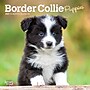 2027 BrownTrout Border Collie Puppies 7" x 7" Monthly Wall Calendar, Assorted Colors (9798330709915)~#|#~657A0054-5F51-4B10-A253E6858445C8EB_sc7