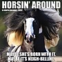 2026 Willow Creek Horsin’ Around 12" x 12" Monthly Wall Calendar (51511)~#|#~6585D175-F506-4075-BDA6BF6035DF741B_sc7