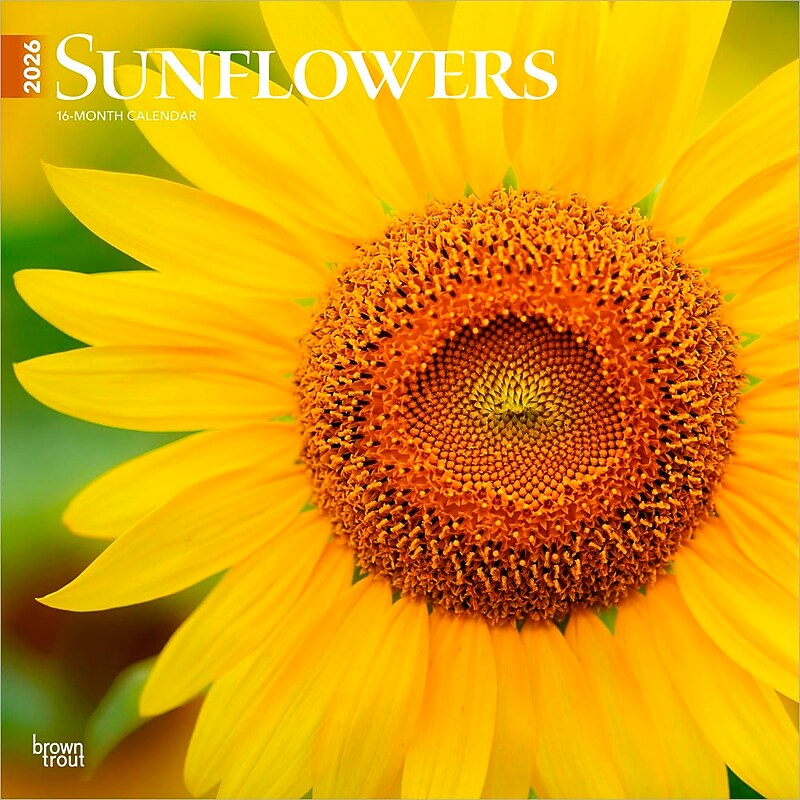 2026 BrownTrout Sunflowers 12" x 12" Monthly Wall Calendar (9798330705696) image 1