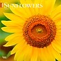 2026 BrownTrout Sunflowers 12" x 12" Monthly Wall Calendar (9798330705696)~#|#~65B76818-81ED-4C04-8B82EF3115D3B5FA_sc7