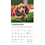 2026 BrownTrout Dachshund Puppies 7" x 7" Monthly Wall Calendar (9798330703081)~#|#~65EA1536-BA21-422C-91496BA43539C39D_sc7