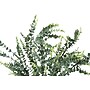 Monarch Specialties Inc. 44" Artificial Eucalyptus Tree in Pot (I 9561)~#|#~6610F535-E05E-40C6-B23CB47CCBC2C2C7_sc7