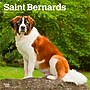 2026 BrownTrout Saint Bernards 12" x 12" Monthly Wall Calendar (9798330705405)~#|#~664AD3A9-E557-4104-A288B4E86E35A91B_sc7