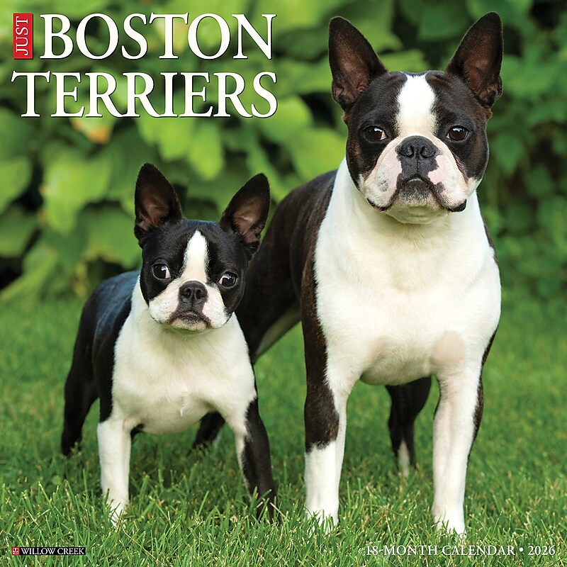 2026 Willow Creek Boston Terriers 12" x 12" Monthly Wall Calendar (55342) image 1