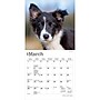 2027 BrownTrout Border Collie Puppies 7" x 7" Monthly Wall Calendar, Assorted Colors (9798330709915)~#|#~66816B61-41CE-47CB-BD2DF9D8ED958F50_sc7