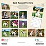 2026 BrownTrout Jack Russell Terriers 12" x 12" Monthly Wall Calendar (9798330703975)~#|#~669270A9-2CFF-49C1-B85BEC6B27771559_sc7