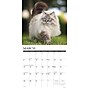 2026 Willow Creek Cats 12" x 12" Monthly Wall Calendar (50613)~#|#~66A2AA3F-4816-47C4-9AD2A2E65FE92381_sc7