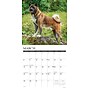 2026 Willow Creek Akitas 12" x 12" Monthly Wall Calendar (55304)~#|#~66F6E493-D929-4ACA-8903E424EA2F8C4F_sc7