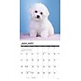 2026 Willow Creek Bichon Frise Puppies 12" x 12" Monthly Wall Calendar (50231)~#|#~671FBFF1-E1E5-414C-B5F50A8FFFBCF3FD_sc7