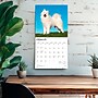 2026 BrownTrout Samoyeds 12" x 12" Monthly Wall Calendar (9798330705412)~#|#~6735A1BC-BAEB-481A-A97309EBBCC09612_sc7