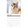 2026 Willow Creek Maine Coon Cats 12" x 12" Monthly Wall Calendar (51849)~#|#~67A23F0F-EE0A-4536-84B2F3AB1A724379_sc7