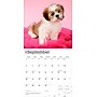 2026 BrownTrout Shih Tzu Puppies 12" x 12" Monthly Wall Calendar (9798330705559)~#|#~67A280C4-A32D-4FEC-8A22709A3659095A_sc7