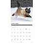 2027 Willow Creek Siamese Cats 12" x 12" Monthly Wall Calendar, Assorted Colors (62326)~#|#~67F0B384-5FE3-477B-86371381DDEC370F_sc7
